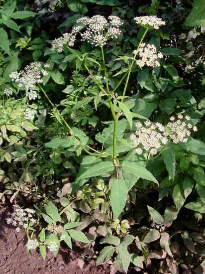 Ground elder has long, medium to dark green leaves with fine-toothed edges.